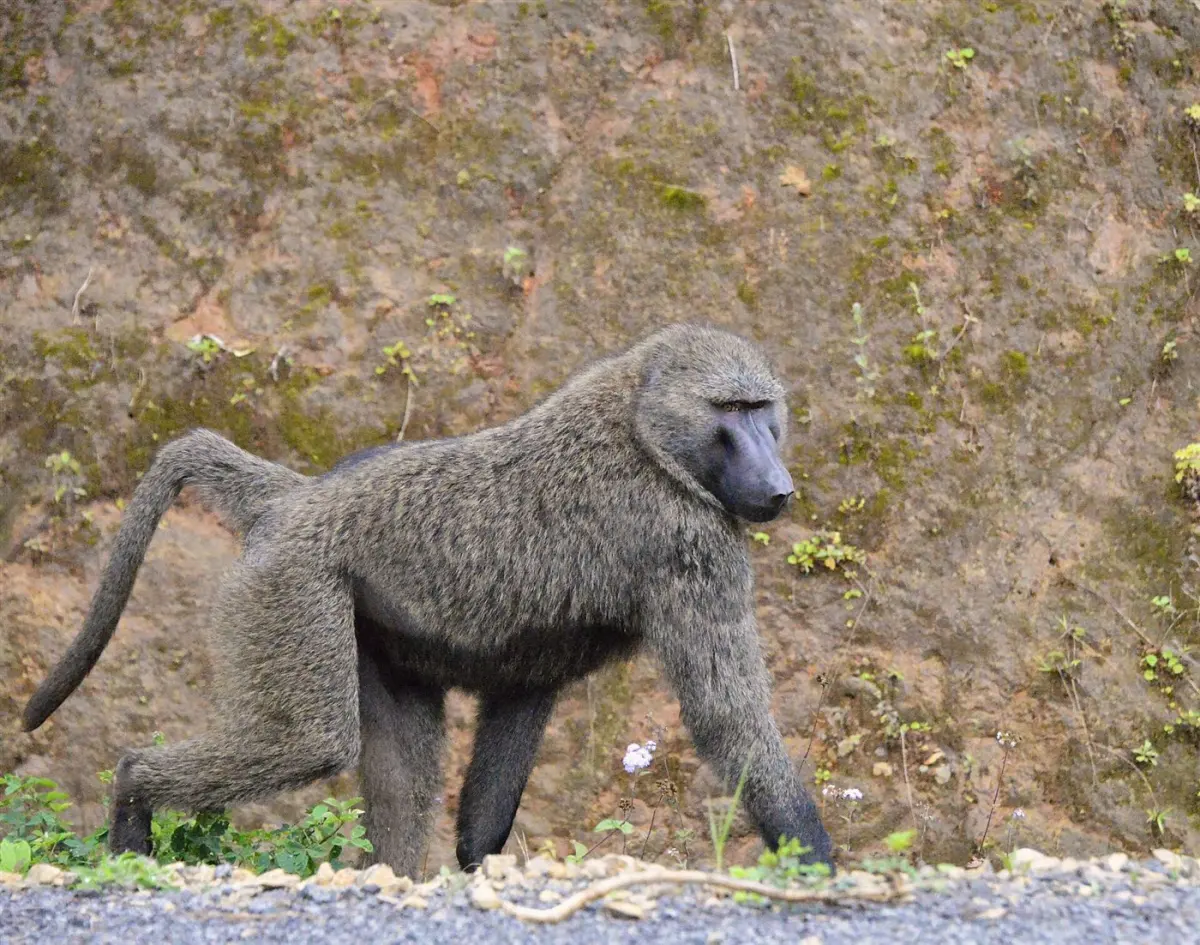 Olive baboon