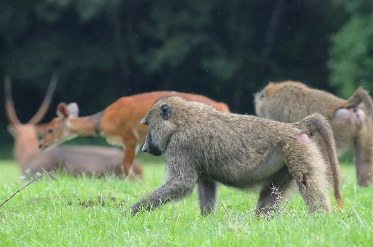 Baboons & monkeys