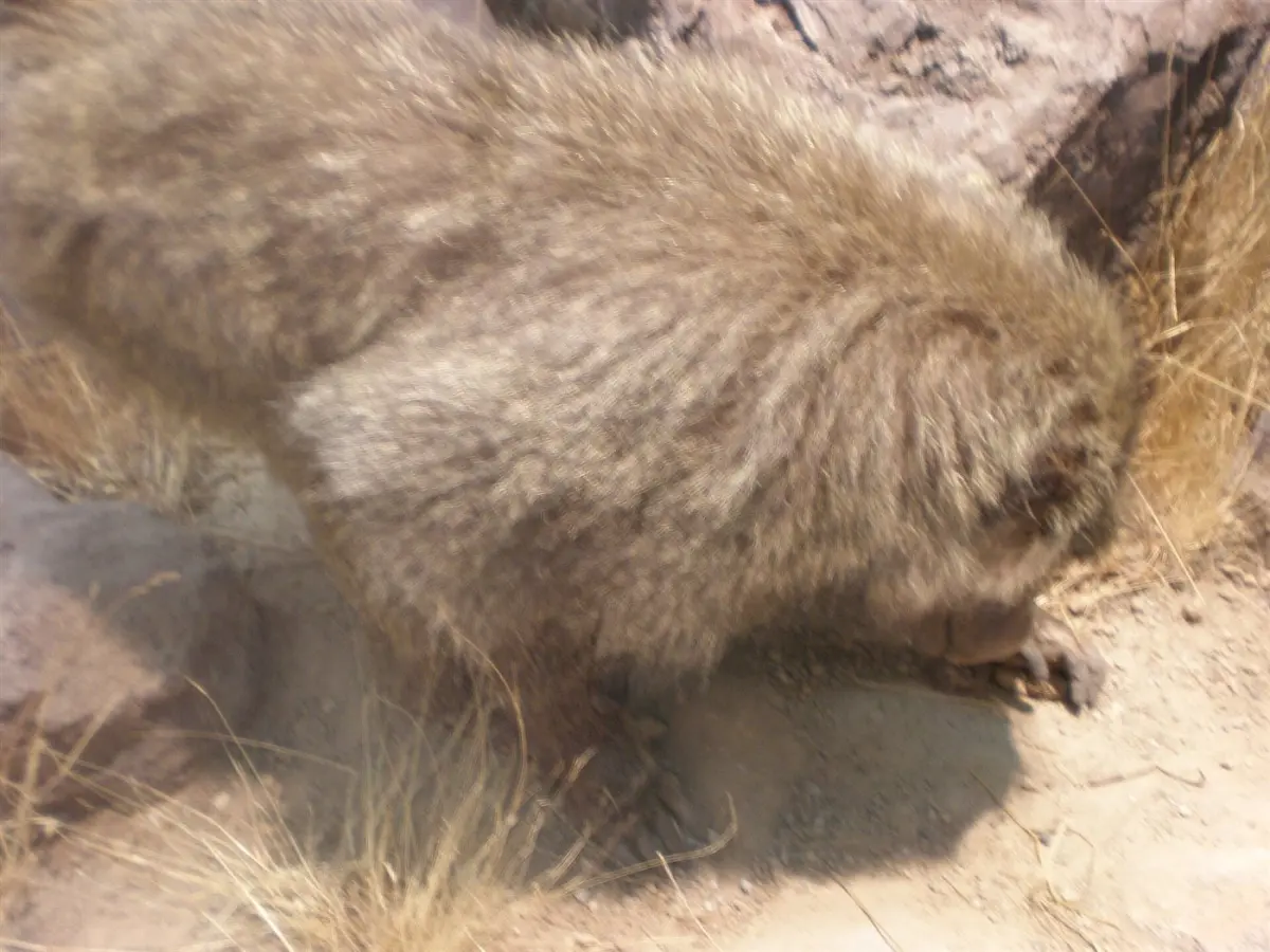 Baboons