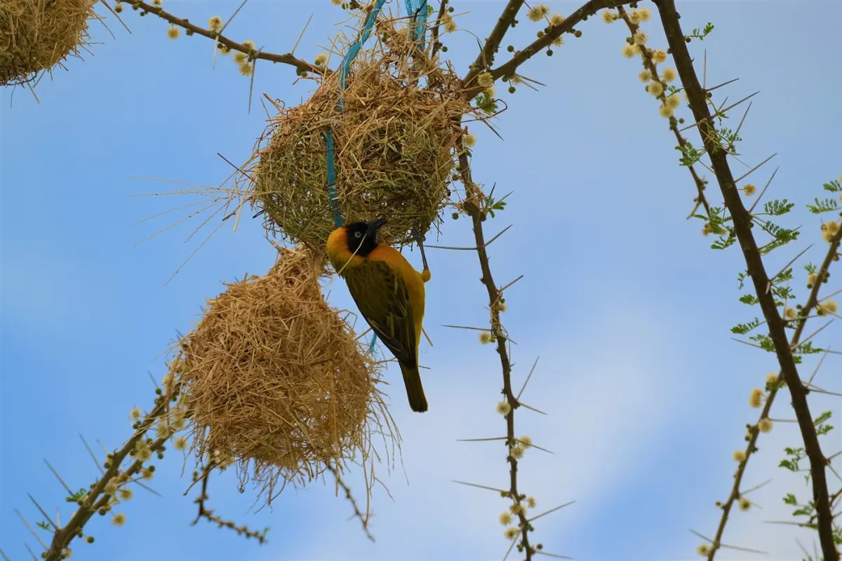 Over 200 bird species