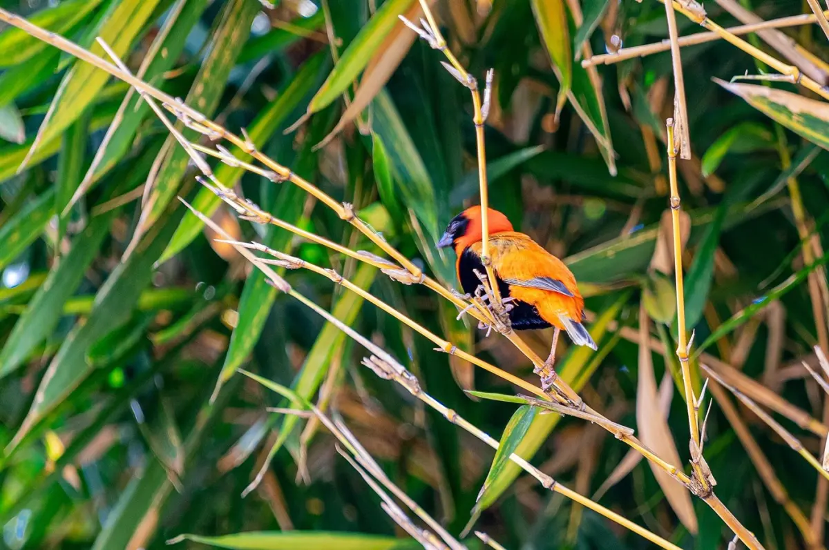 Raptors & hornbills
