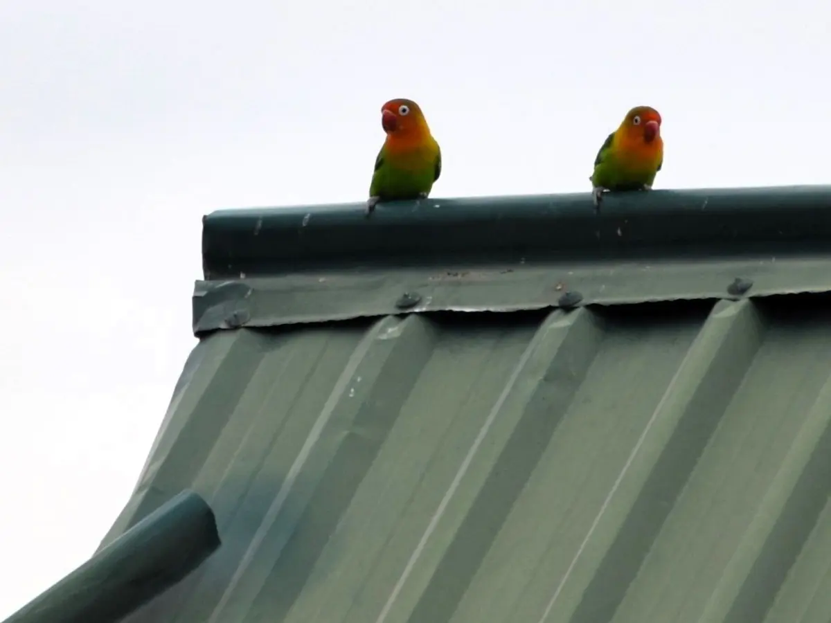 Songbirds