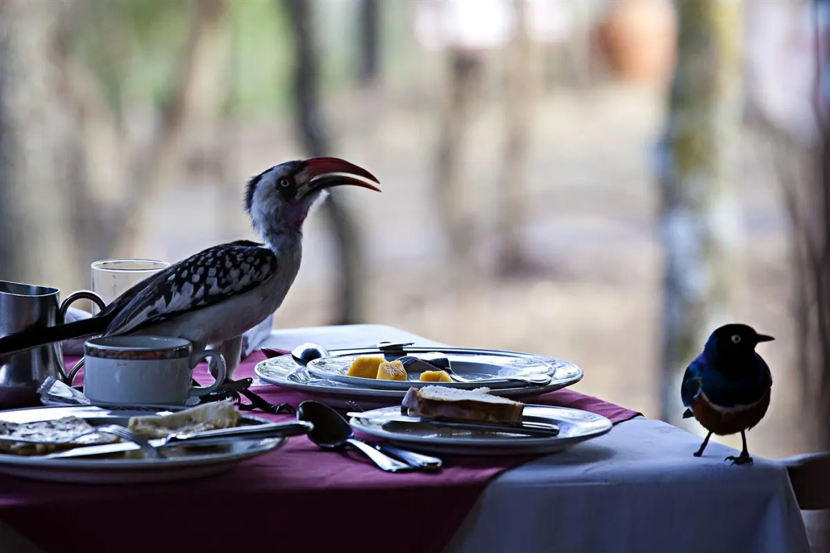 Birds & the Silale Swamp