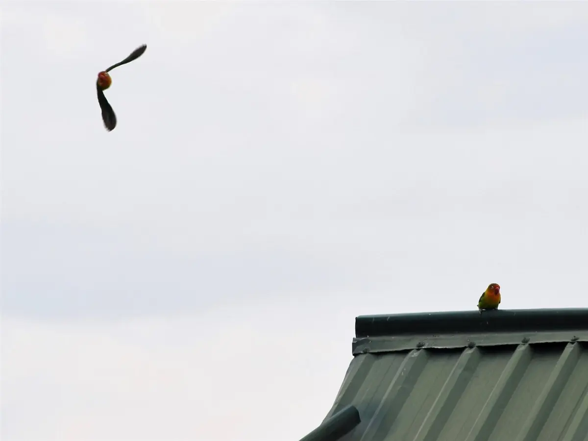 Coastal birds