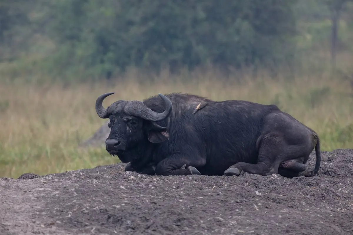 Cape buffalo