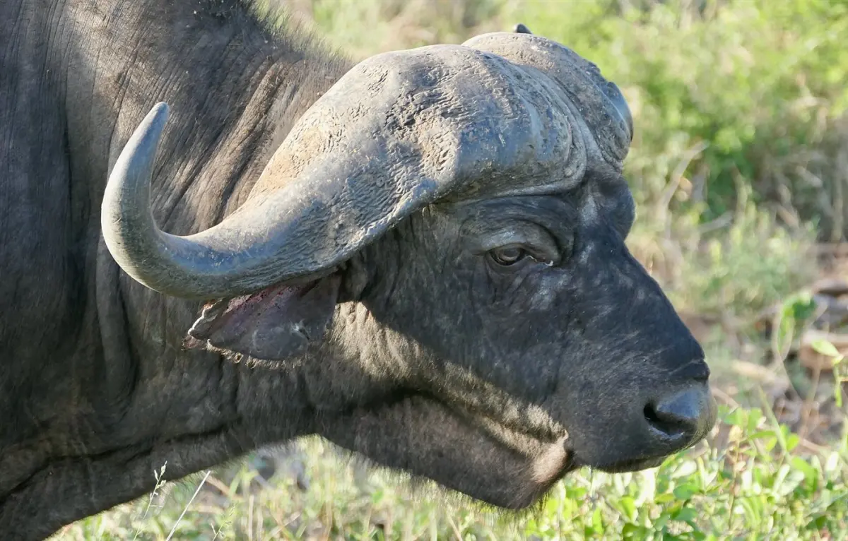 Buffalo & zebra