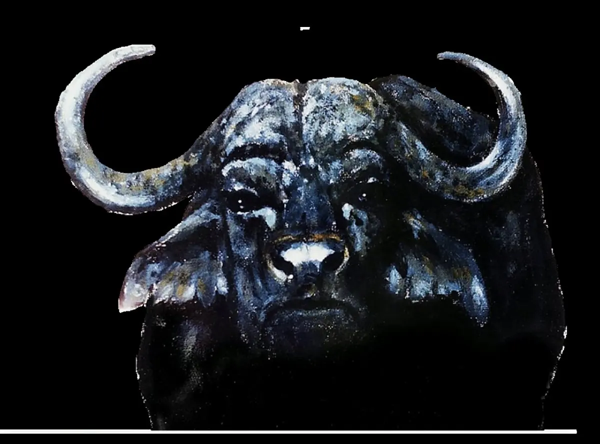 African buffalo