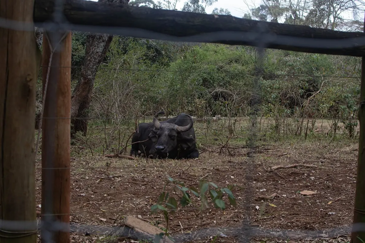 African buffalo