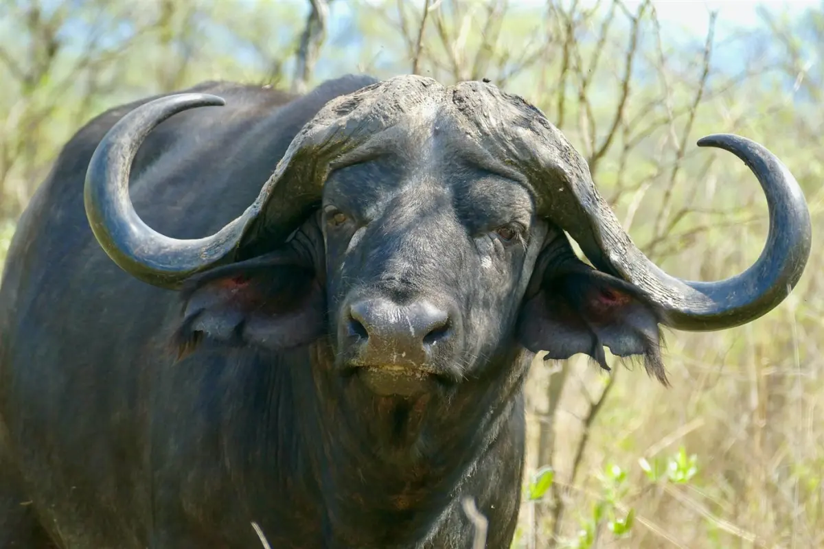 Cape buffalo