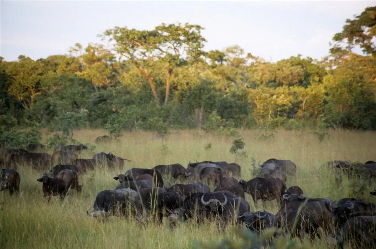 Cape buffalo