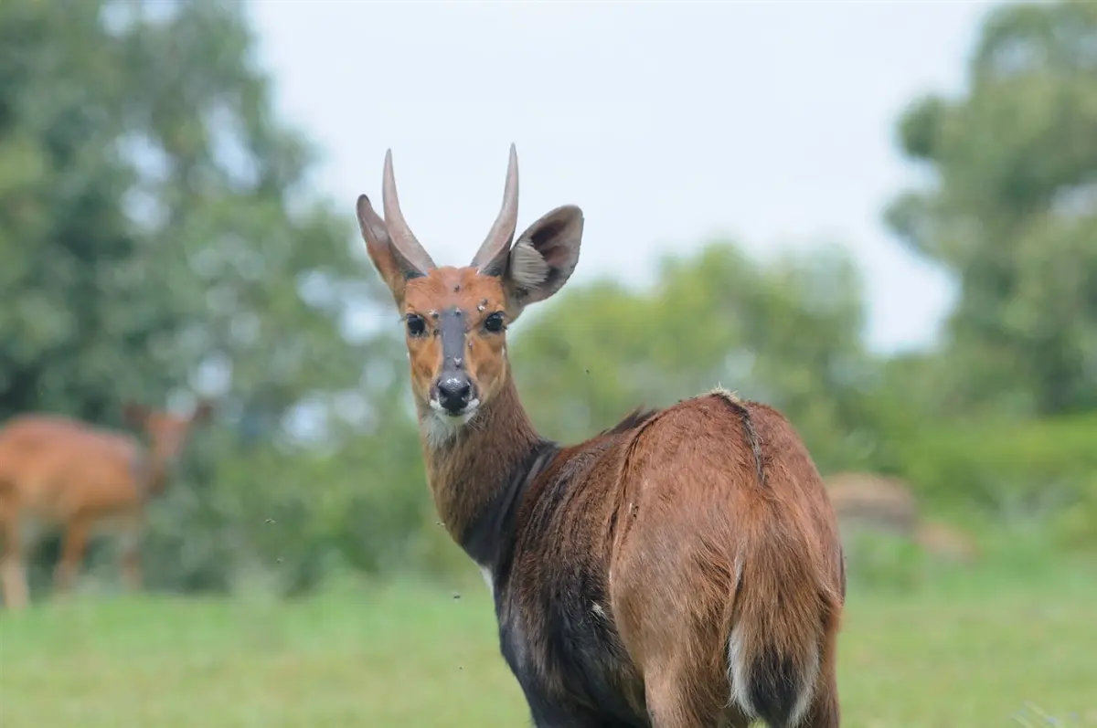 Bushbuck & bushpig