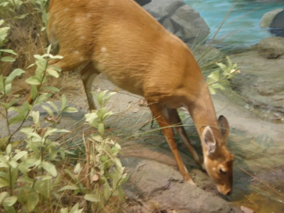 Bushbuck & eland