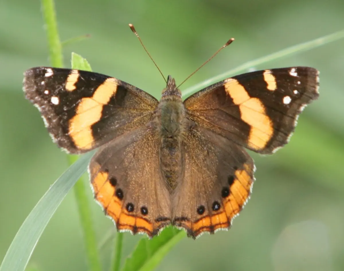 Butterflies & insects