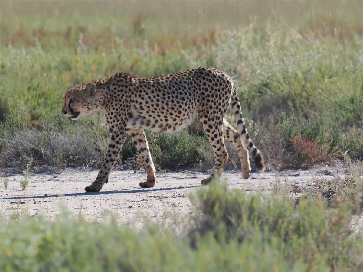 Cheetah