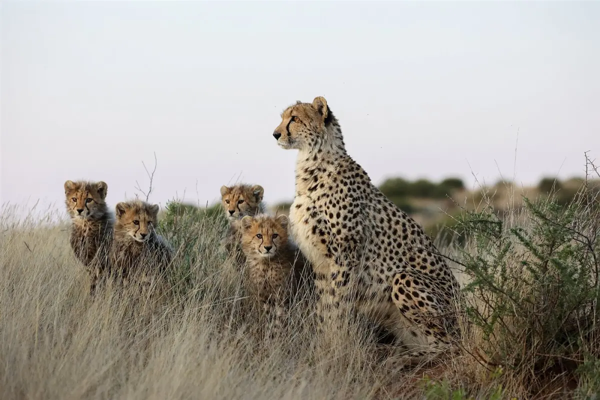 Cheetah