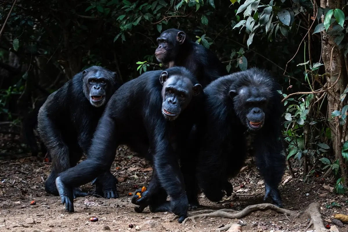 Chimpanzee