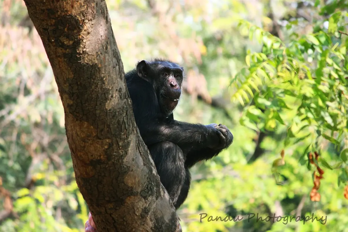 Chimpanzee