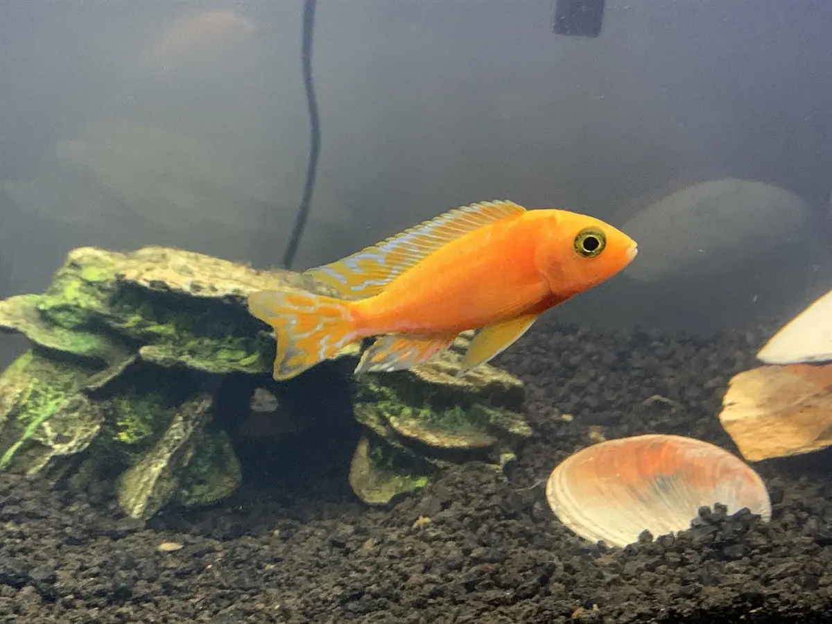 Cichlid fish
