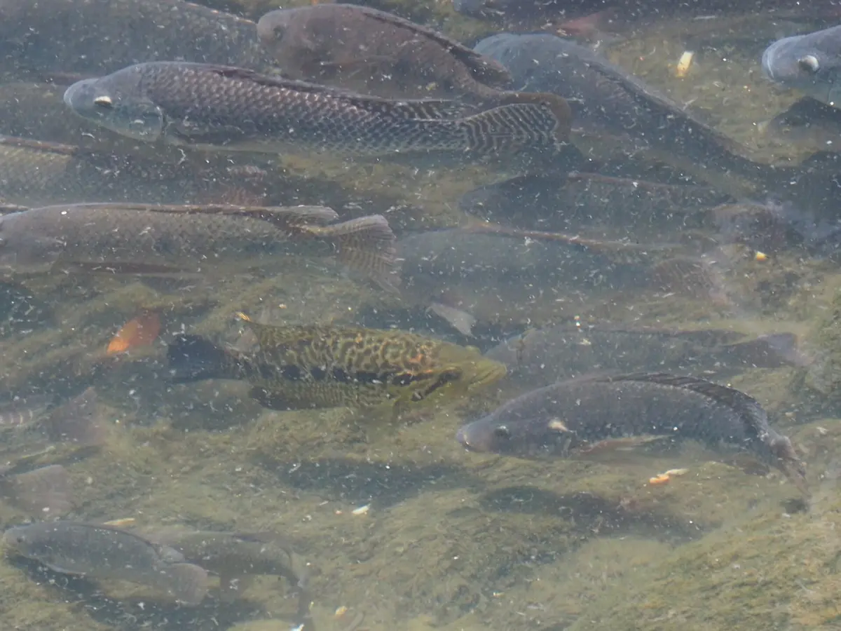 Cichlids & fish