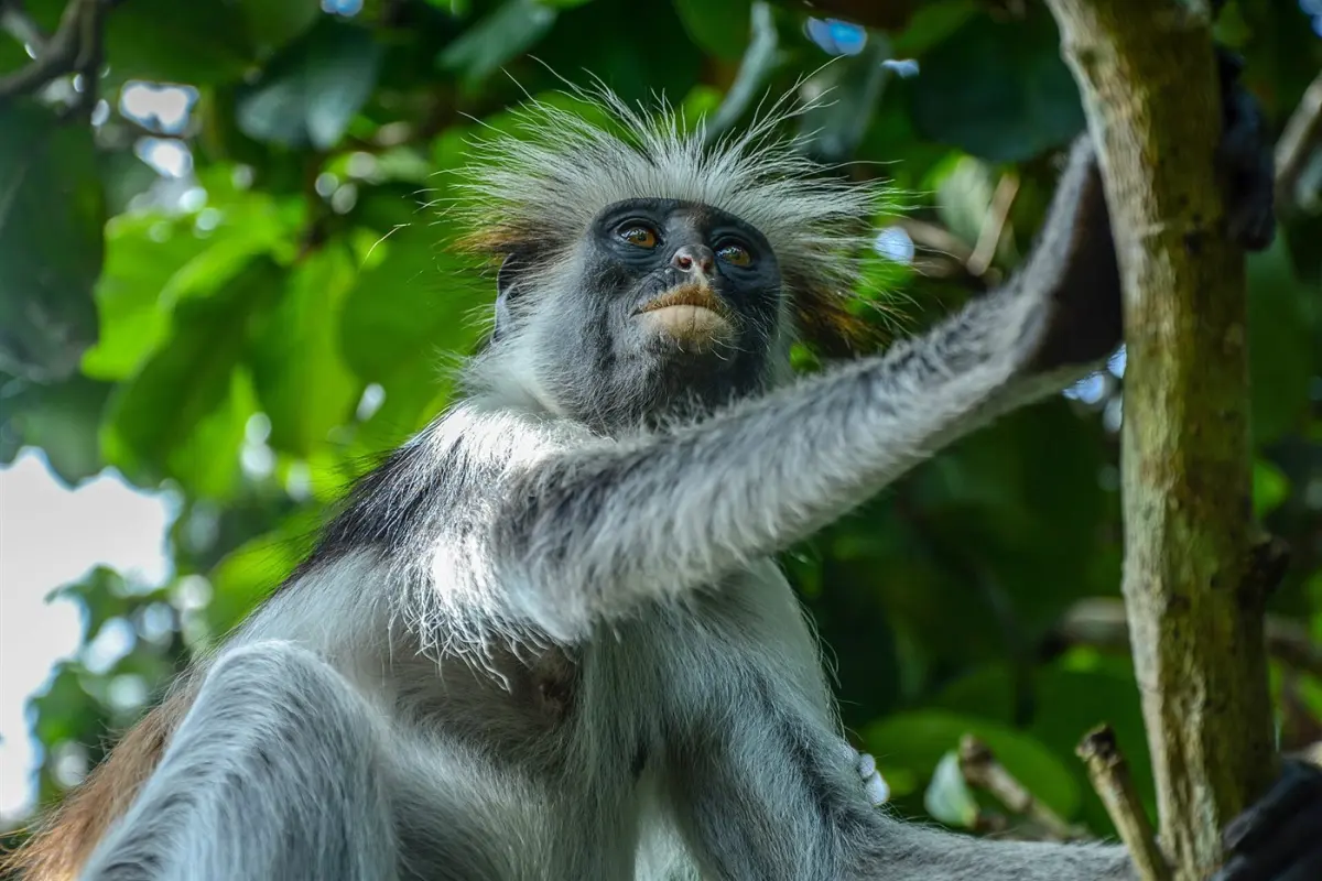 Black-and-white colobus
