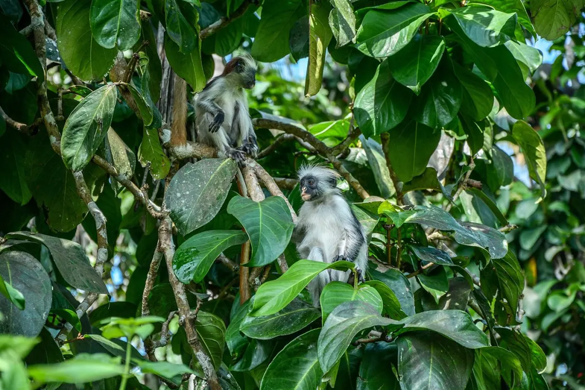 Red colobus monkey