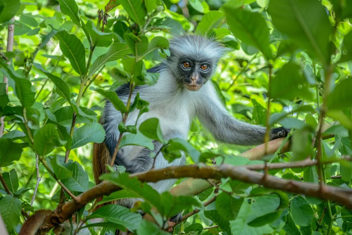 Black-and-white colobus