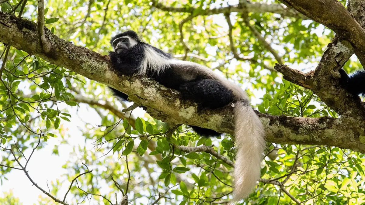 Zanzibar red colobus