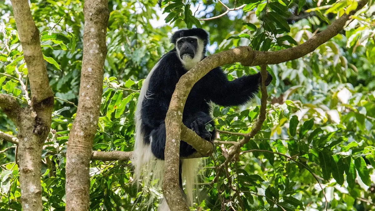 Zanzibar red colobus