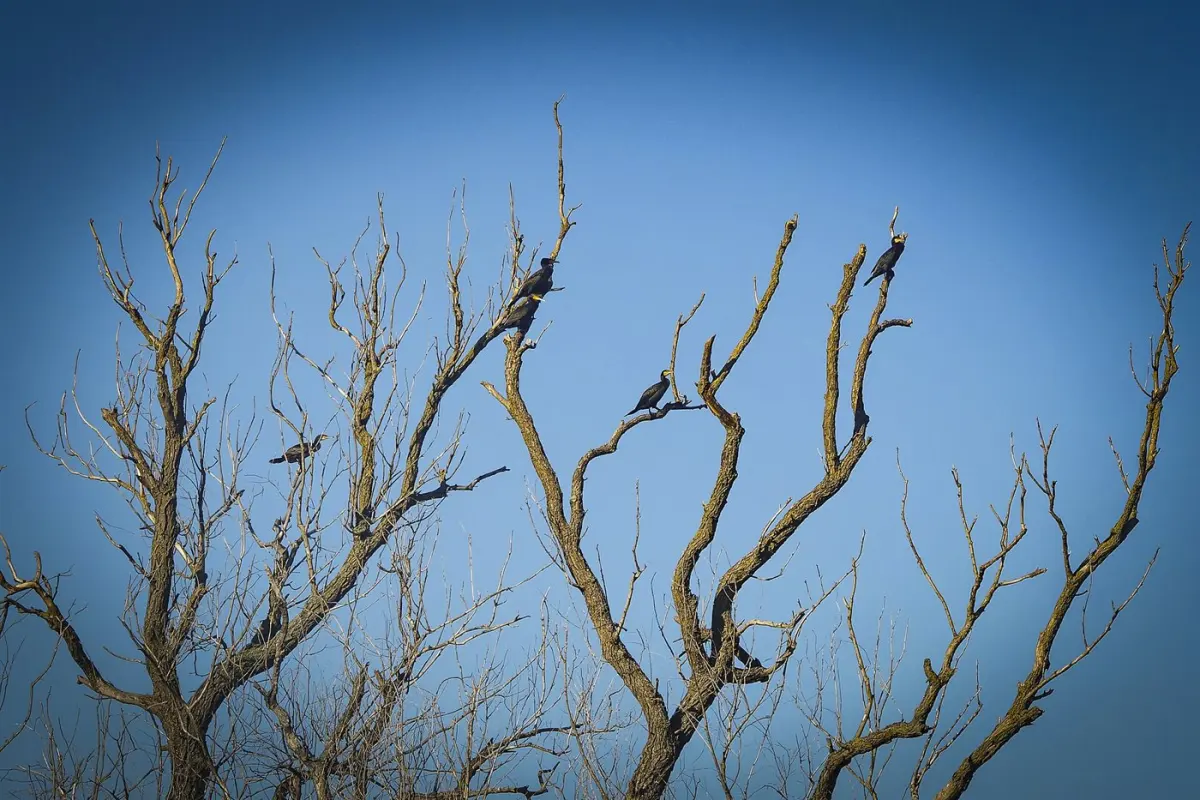 Cormorants & herons