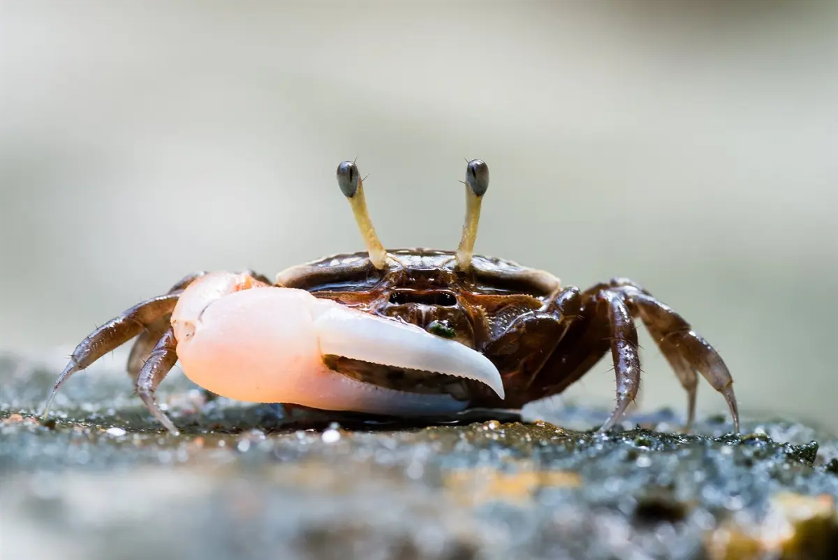 Crabs & shoreline life