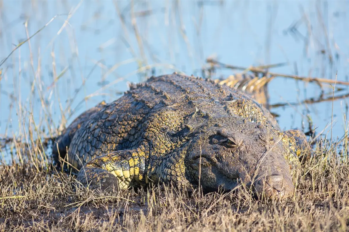 Nile crocodile