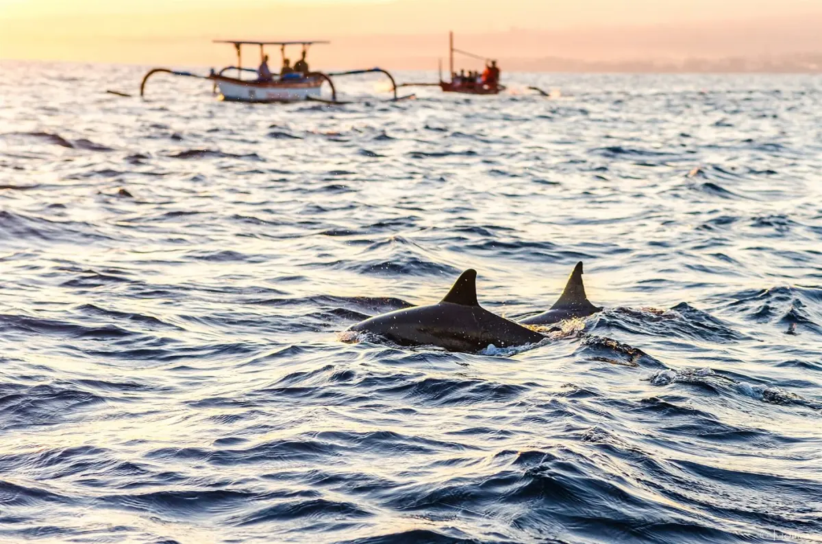 Dolphins offshore