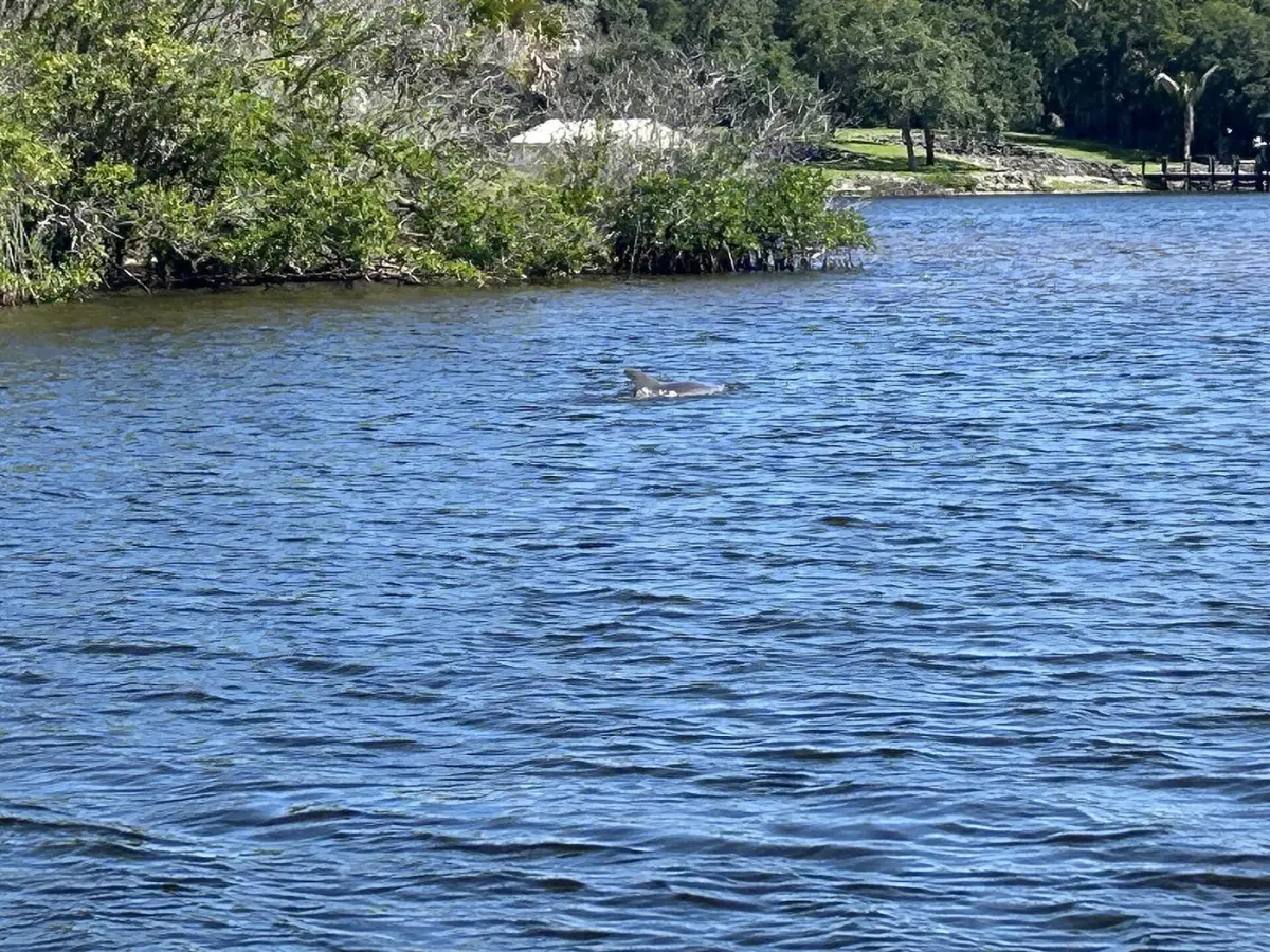 Dolphins offshore