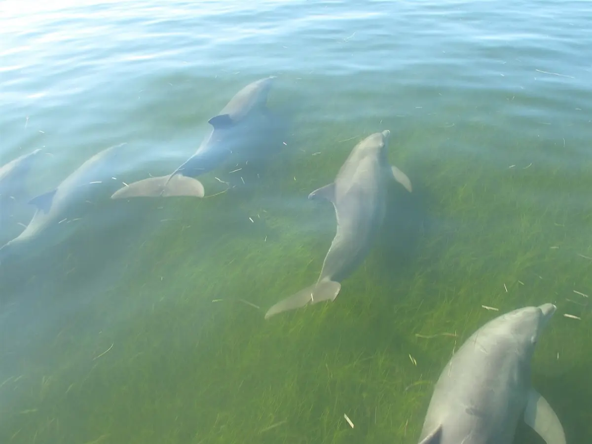 Dolphins