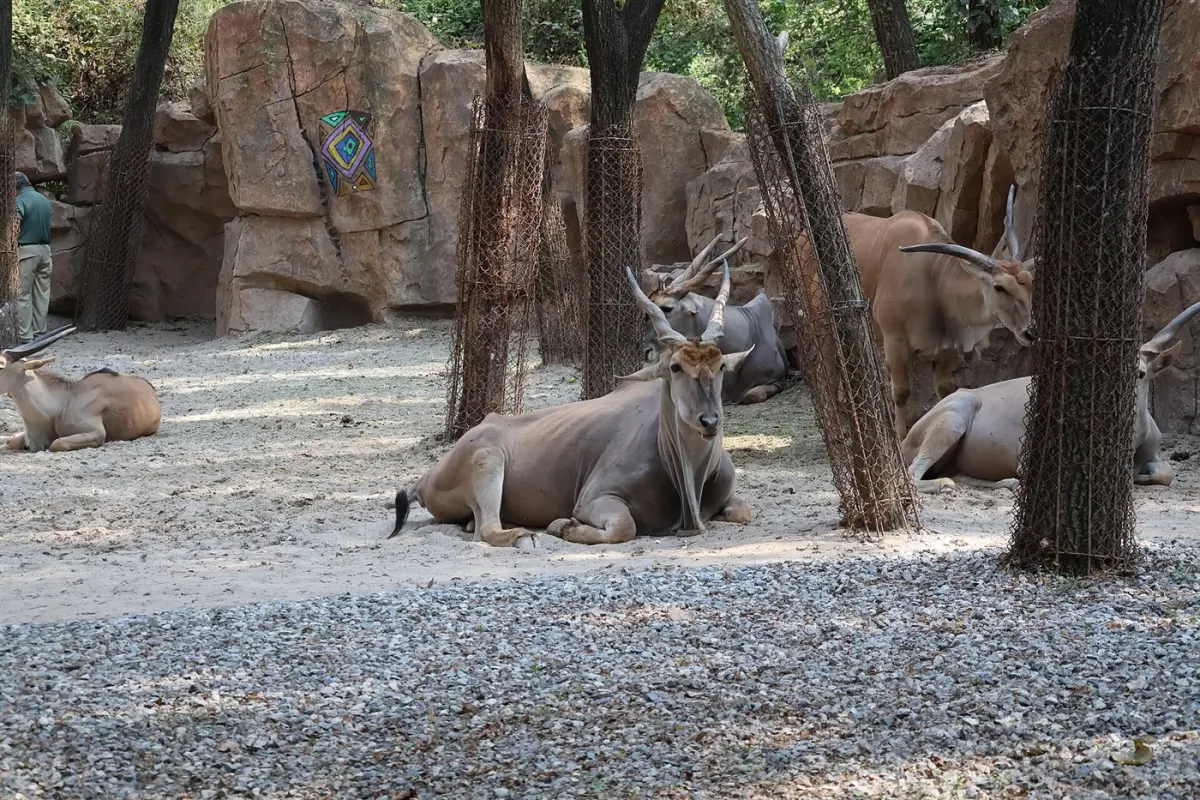 Oryx, eland & gazelle