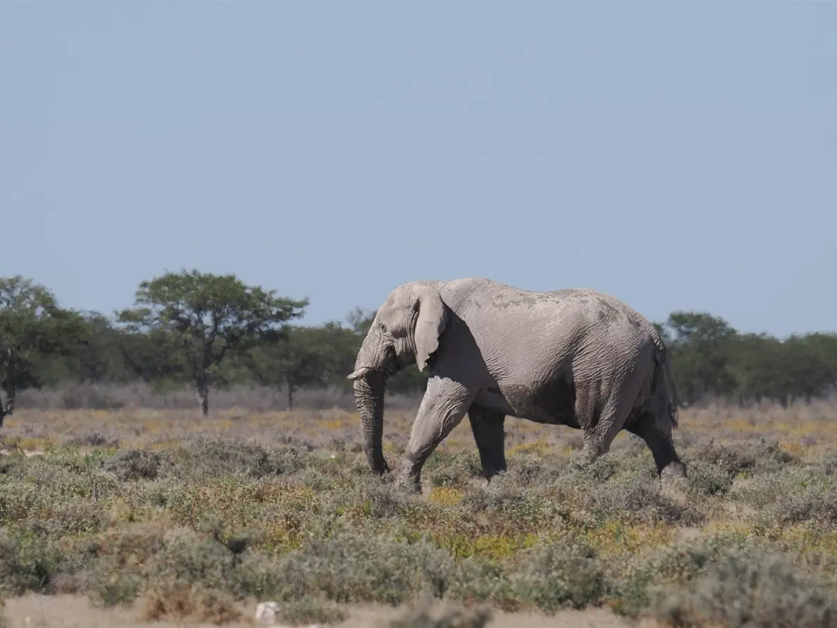 African elephant
