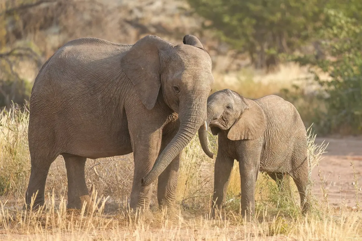 African elephant