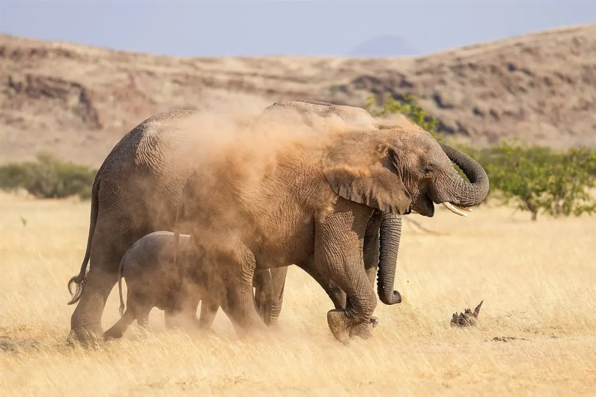 Elephant