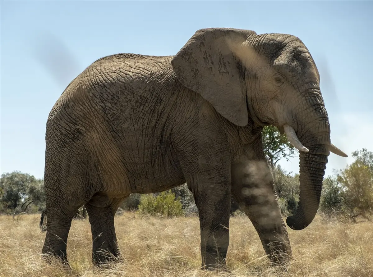 African elephant