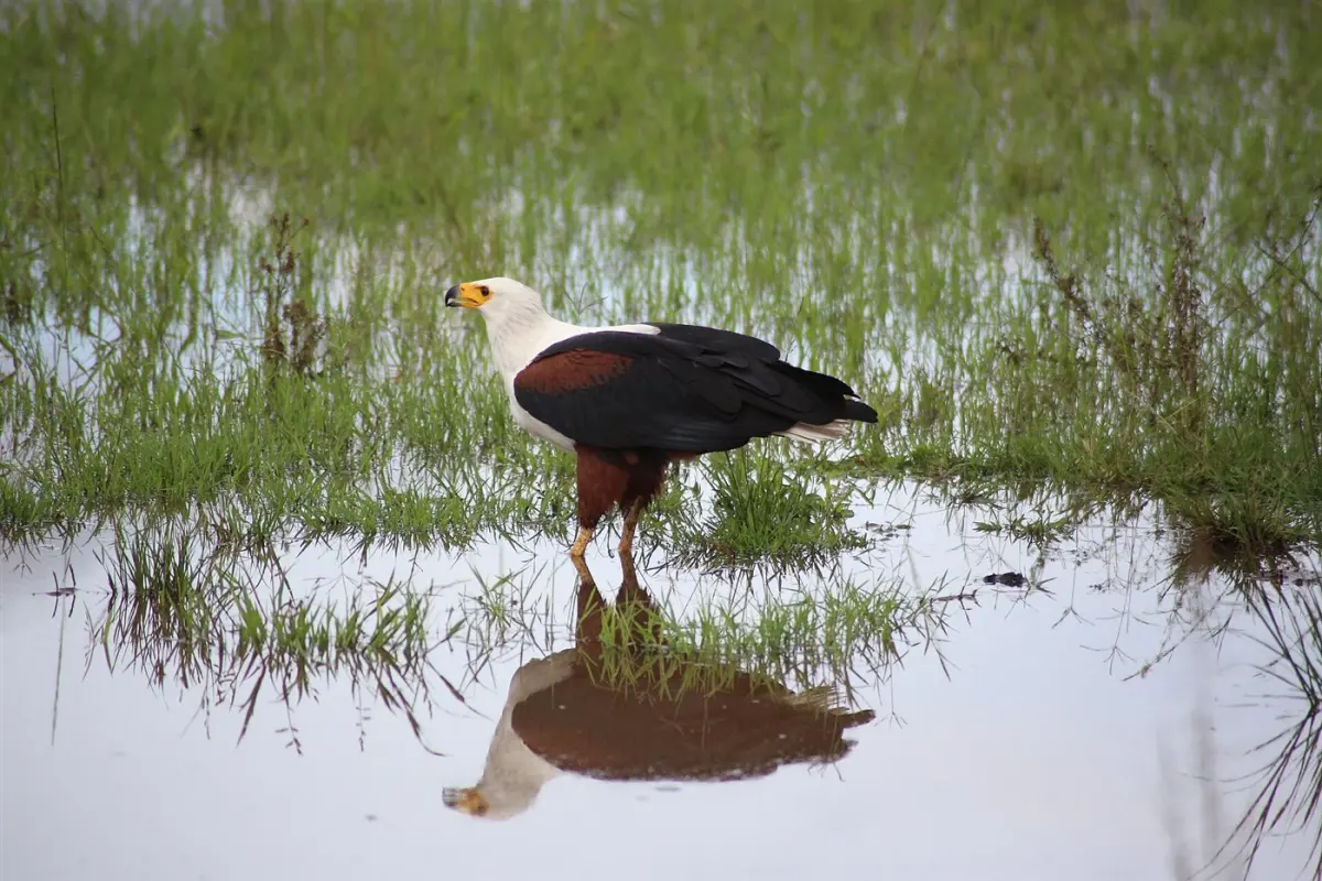Fish eagle