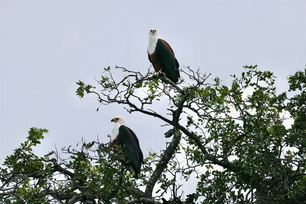 Fish eagle