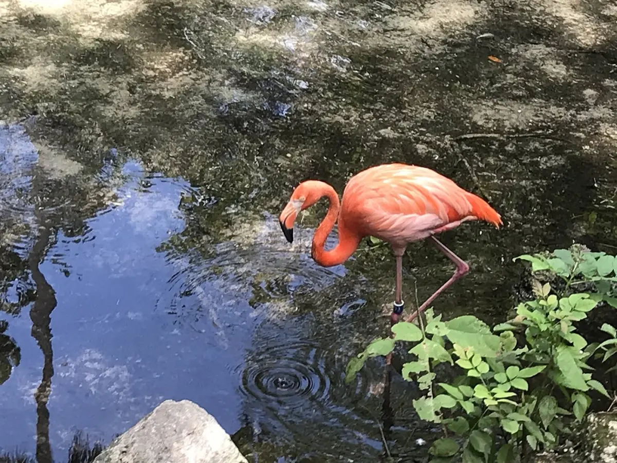 Flamingos & waterbirds