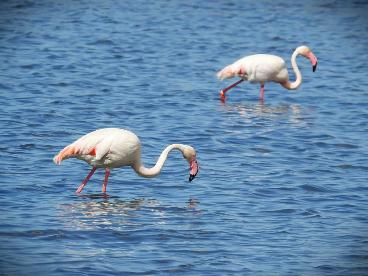 Lesser flamingo