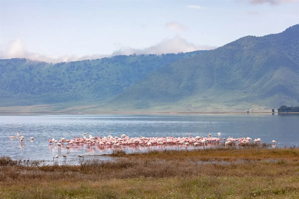 Lesser flamingo
