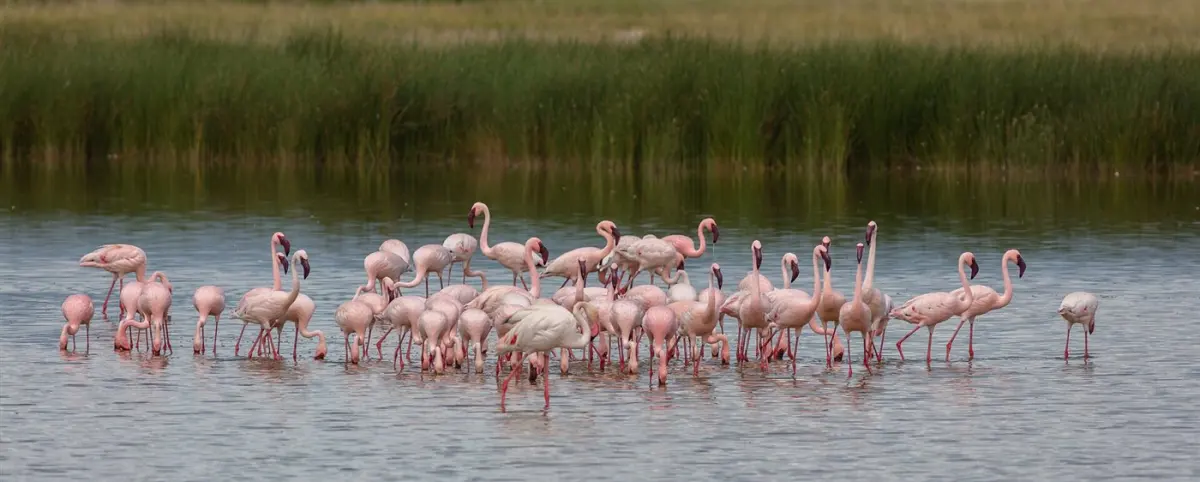 Greater flamingo