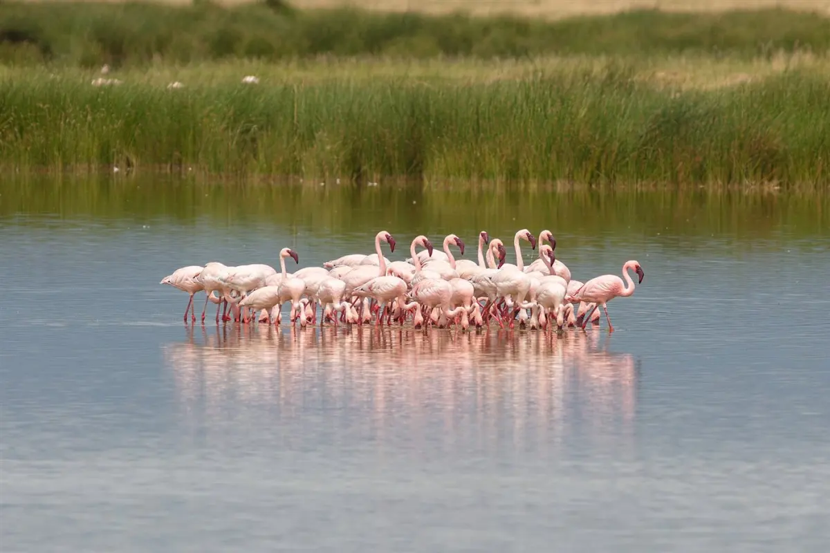 Flamingo & waterbirds