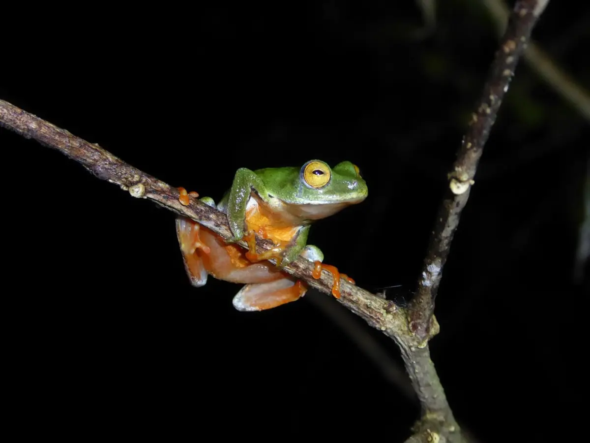Amphibians