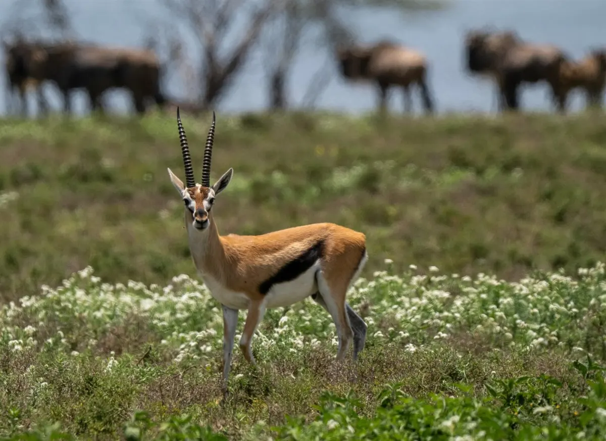 Grant’s gazelle