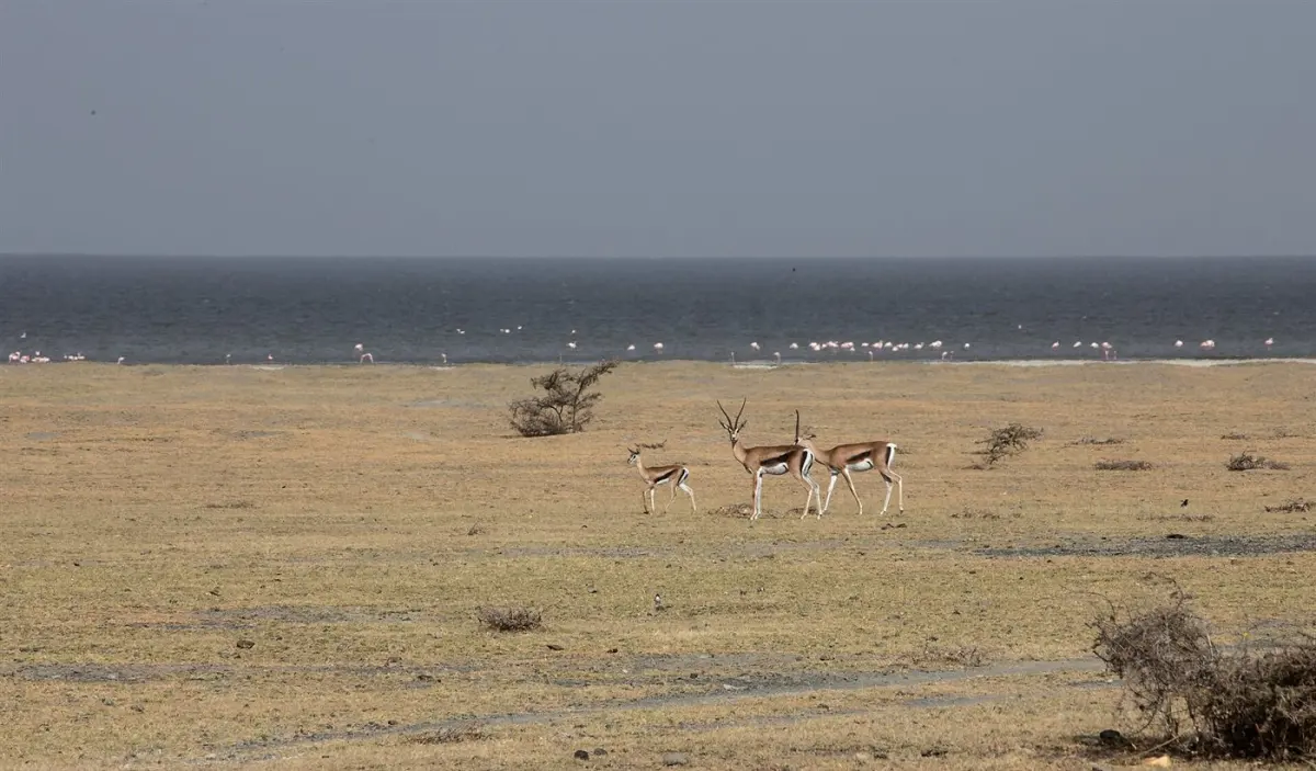 Grant’s gazelle