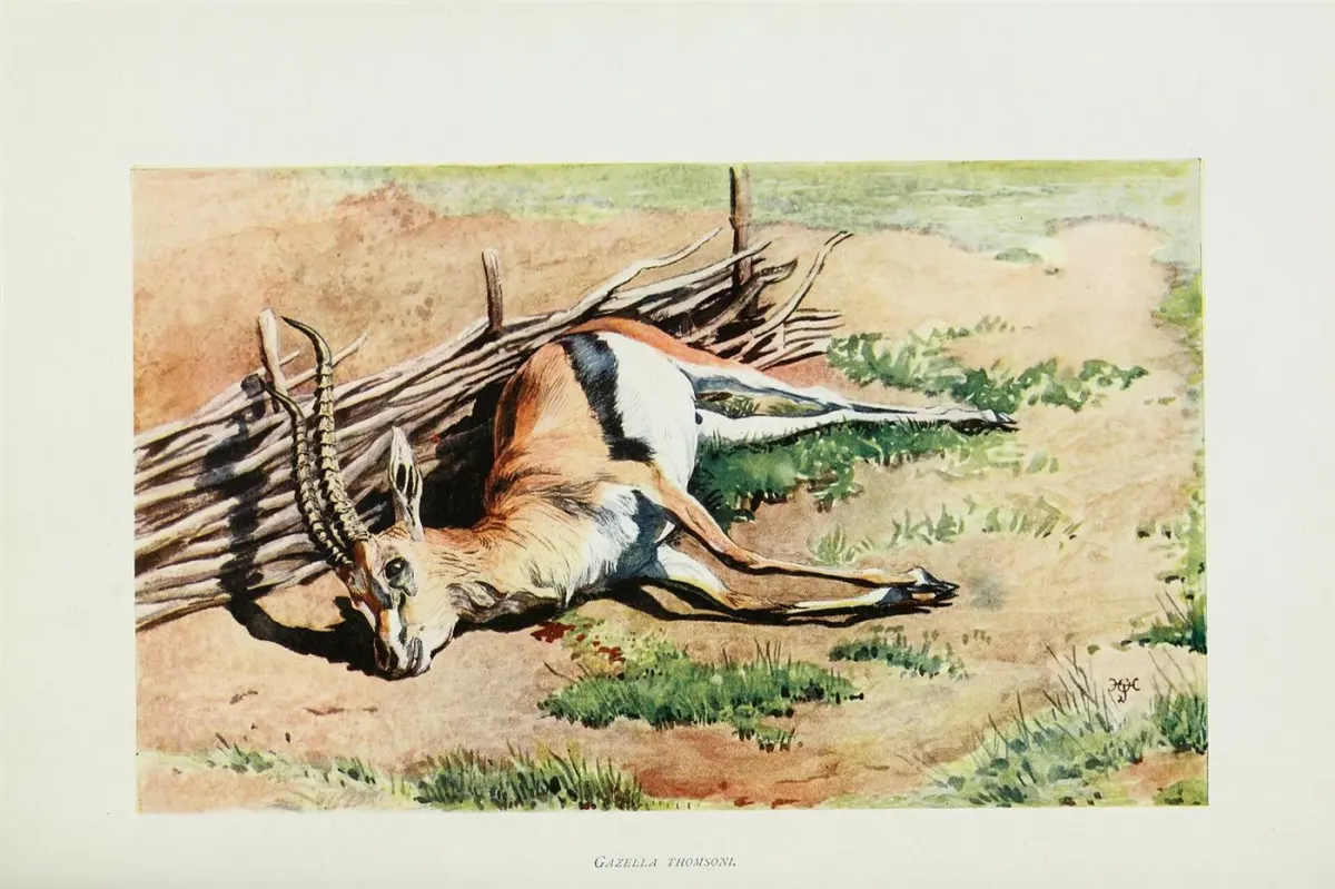 Grant’s gazelle